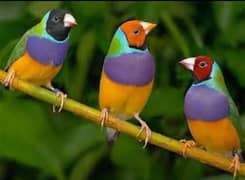 Golden finches I finches I finches for sale I finch I cheap finches