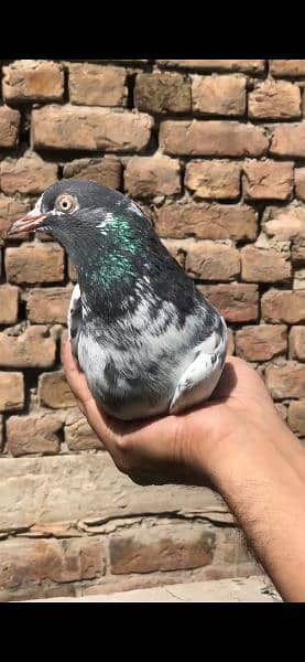 Teddy Pigeon for sale Male 1