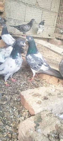 breeder pigeon pair for sale 1