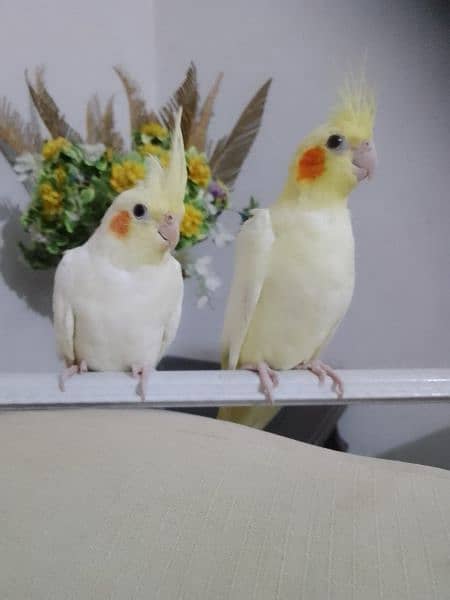 Cockatiel hand tame/ Cockatiel hand raised for sale/ Cocktail for sale 2
