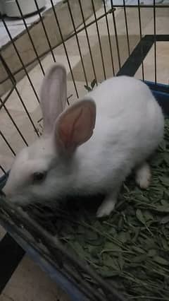 Male Rabbit for sale Red eyes friendly Rabbit.