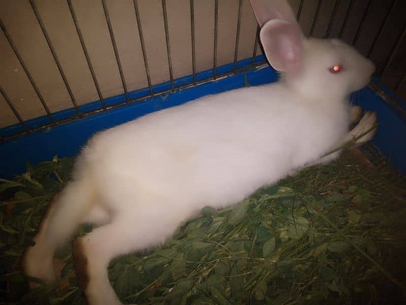 Male Rabbit for sale Red eyes friendly Rabbit. 1