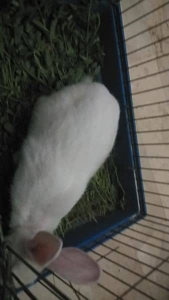 Male Rabbit for sale Red eyes friendly Rabbit. 2