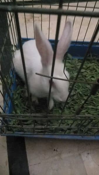 Male Rabbit for sale Red eyes friendly Rabbit. 3