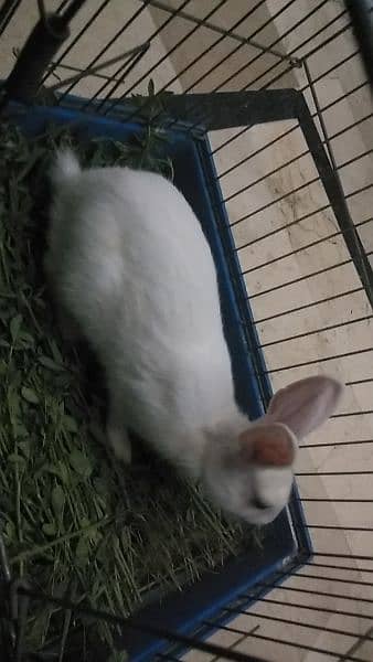 Male Rabbit for sale Red eyes friendly Rabbit. 4