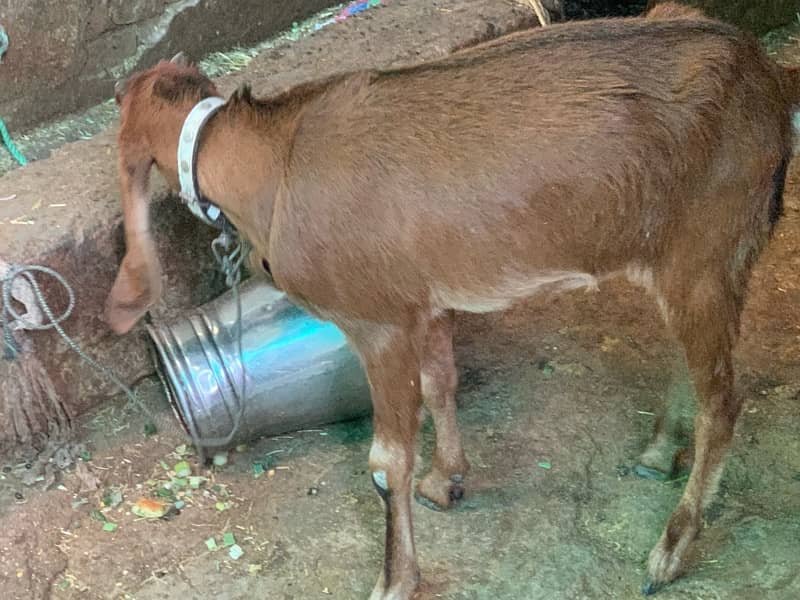 Female goat nasal wali hy 1
