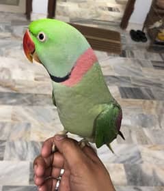 Pahari talking parrot