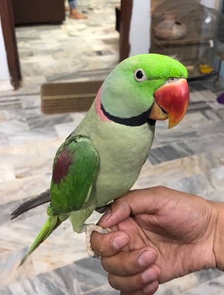 Pahari talking parrot 1