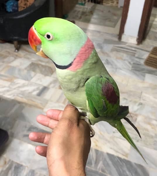 Pahari talking parrot 2