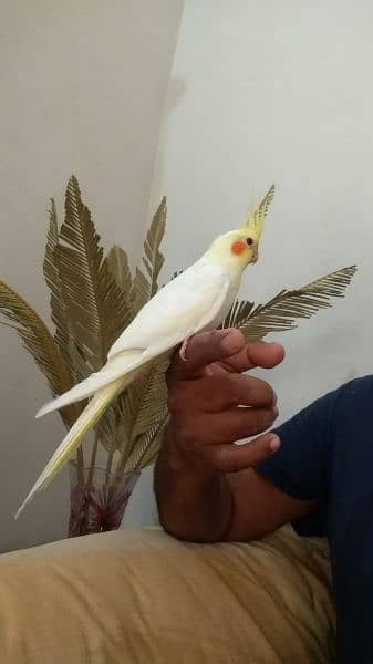Cockatiel hand tame/ Cockatiel hand raised for sale/ Cocktail for sale 1