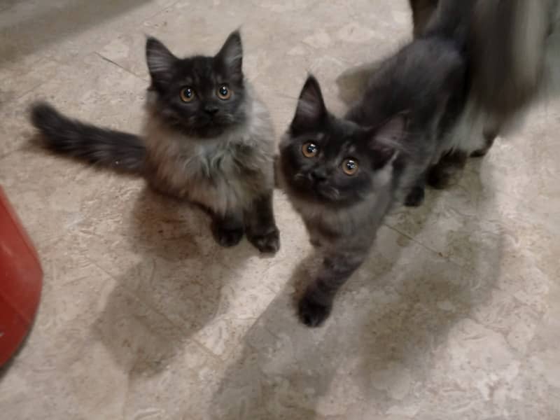 Pair of triple coat persian cats 0