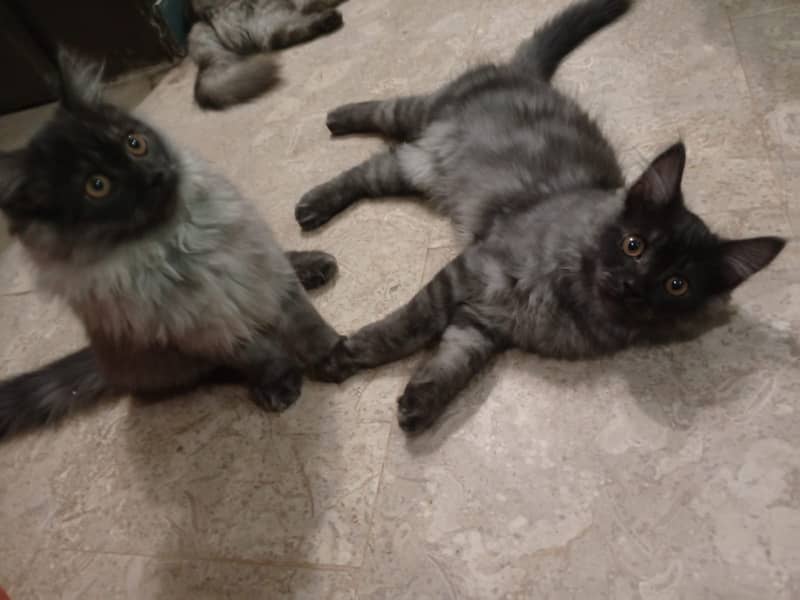 Pair of triple coat persian cats 1
