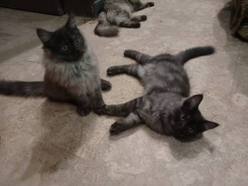 Pair of triple coat persian cats 2