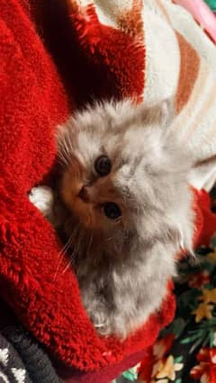 British Longhair kitten Triple coat for sale