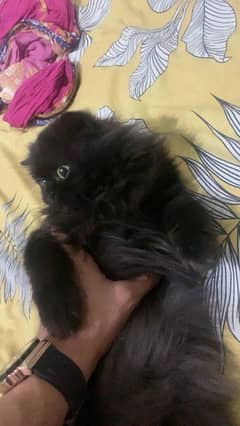Black coloured fur cat Trained 0