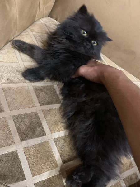 Black coloured fur cat Trained 1