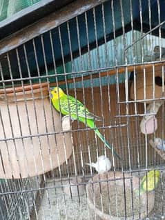 Assalamoalikum stallion parrot for sale