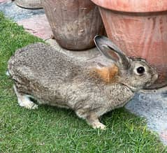 Rabbit Pet 0
