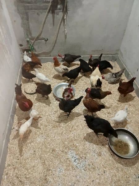 Group of hens 12