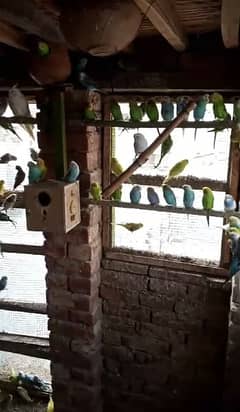 Budgies Breeder 100 Pieces Available
