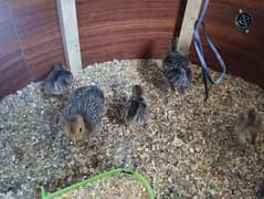 red golden pheasant chicks 1 month