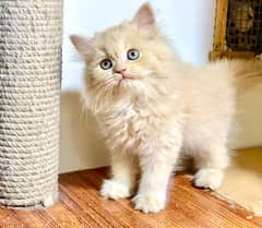 Triple coated fawn kittens / Persian kittens for sale / Fawn kittens