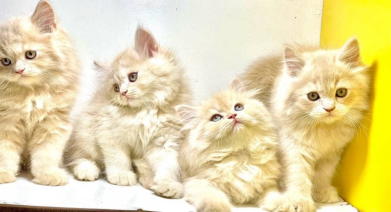Triple coated fawn kittens / Persian kittens for sale / Fawn kittens 1