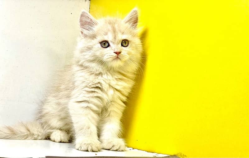 Triple coated fawn kittens / Persian kittens for sale / Fawn kittens 2