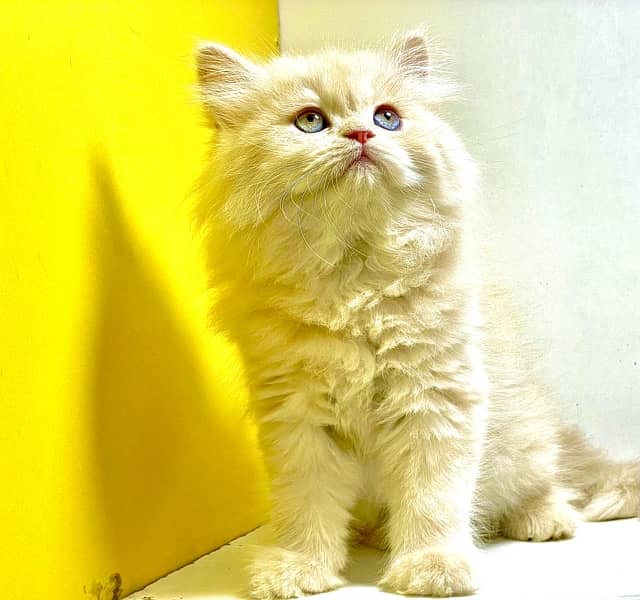Triple coated fawn kittens / Persian kittens for sale / Fawn kittens 3