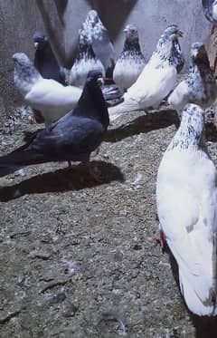 Highfly pigeons