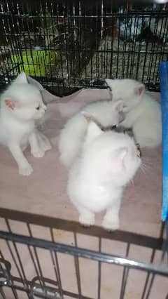 parsian single coated kittens