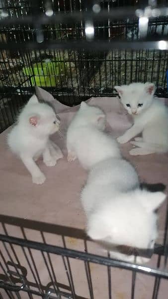 parsian single coated kittens 1
