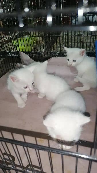 parsian single coated kittens 2
