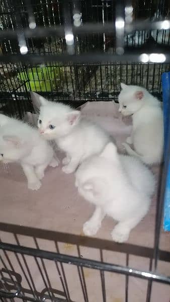 parsian single coated kittens 3