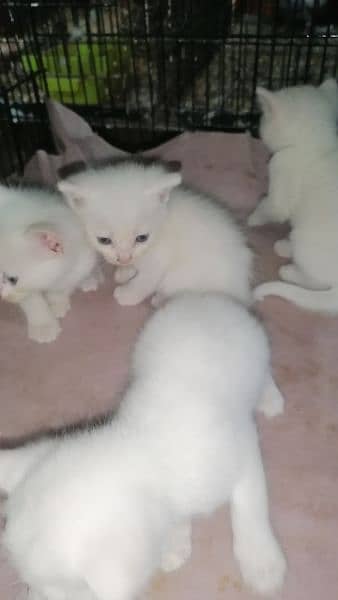 parsian single coated kittens 4
