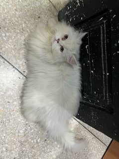 persian cats triple coated for sale