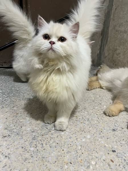 persian cats triple coated for sale 1