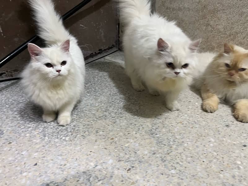 persian cats triple coated for sale 2