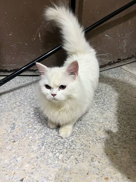persian cats triple coated for sale 3