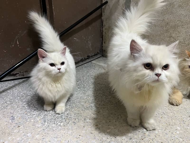 persian cats triple coated for sale 4