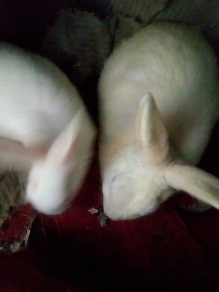 Bhai 1 male 2 female aur 2 bunnies hn total (rs4000) 3