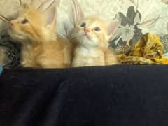 Persian Kittens Double Coated