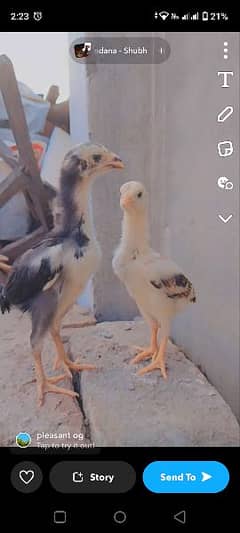 Aseel Japanese shamo chicks
