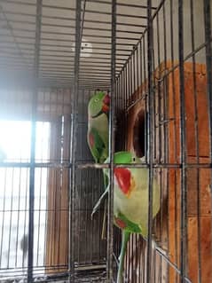 parrot  Breeder pair