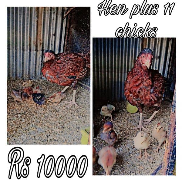 Aseel Mianwali chick Price 1000 25 days 5