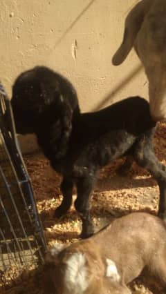 good animals goats name is bagheera