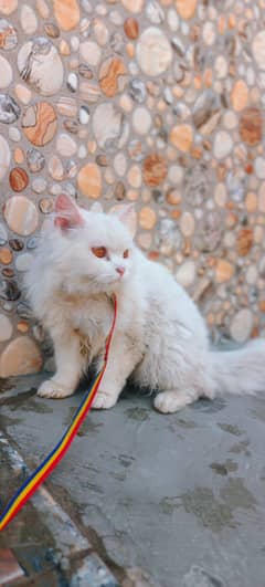 Persian male cat for stud /Matting /mate/cross/breeding