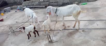 Rajanpuri pure 2 goats(bakri) with 2 kids(jaw)