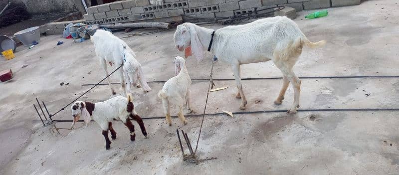Rajanpuri pure 2 goats(bakri) with 2 kids(jaw) 0