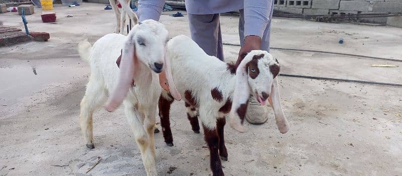 Rajanpuri pure 2 goats(bakri) with 2 kids(jaw) 1
